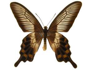 Pachlioptera liris aberrant (Internet Image property of respective owner, non-commercial use only)